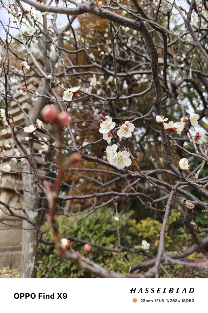 端末名：OPPO Find X9／カメラ：メイン（広角）／焦点距離：23mm相当／内容：枝に咲く白い花を中心に、前後の枝が大きくボケて重なる昼間の屋外クローズアップ
