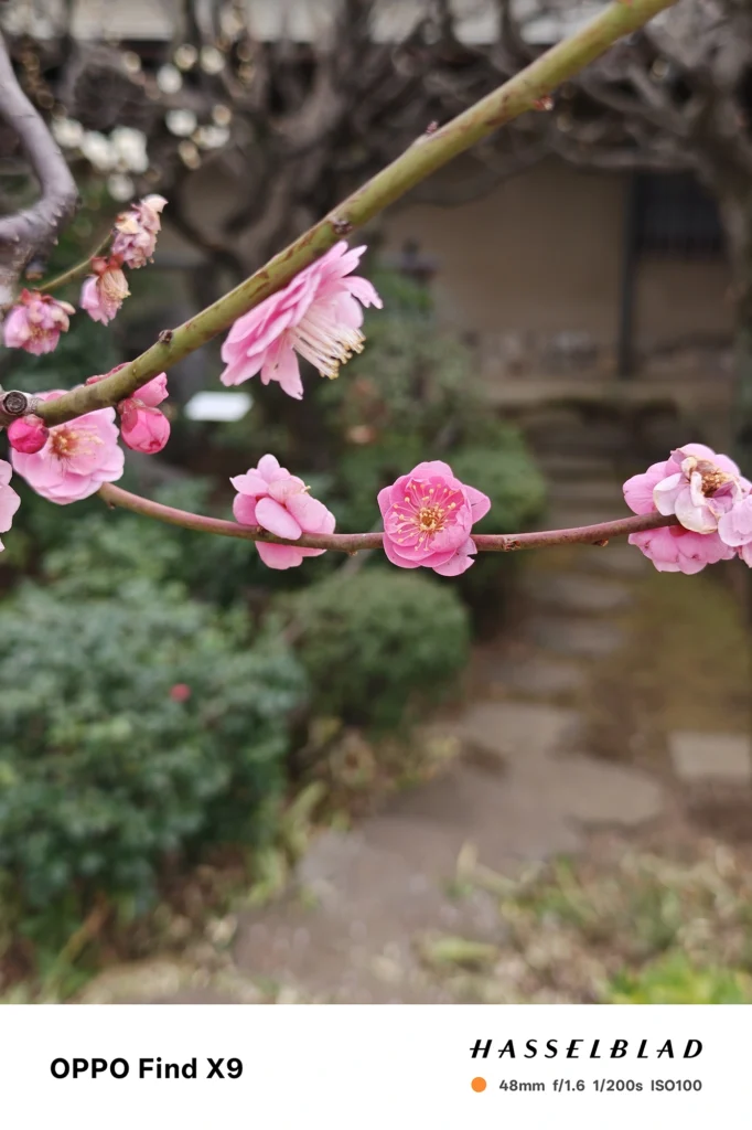 OPPO Find X9 メインカメラ2x（48mm）で撮影：横に伸びる枝とピンクの梅、背景は庭園の小径