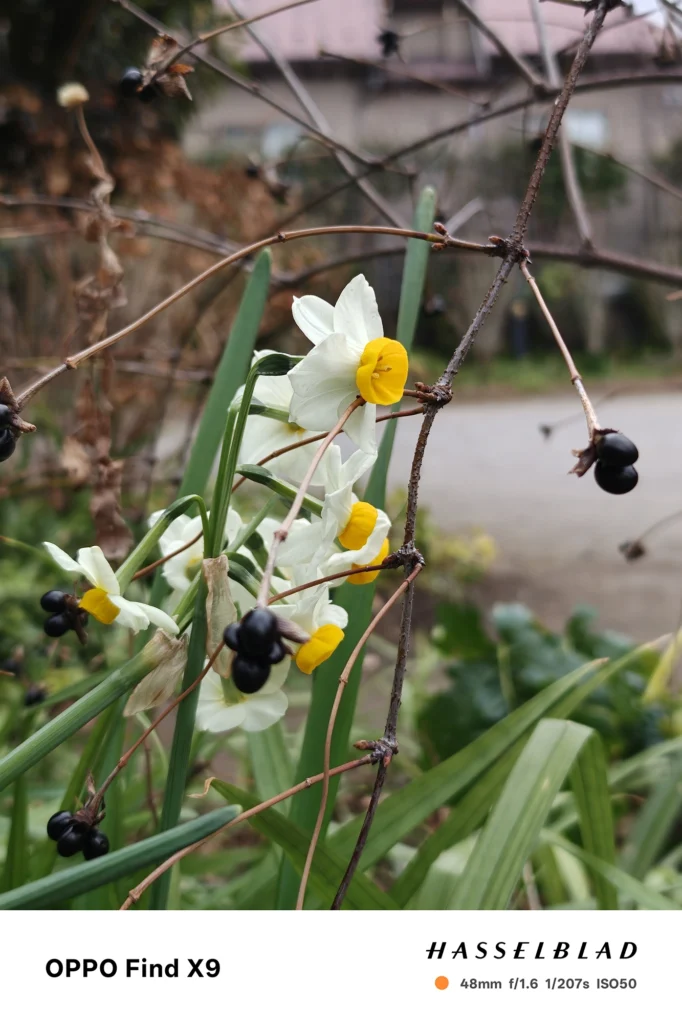 OPPO Find X9 メインカメラ2x（48mm）で撮影：水仙の花と黒い実、前後の枝を活かした近接撮影