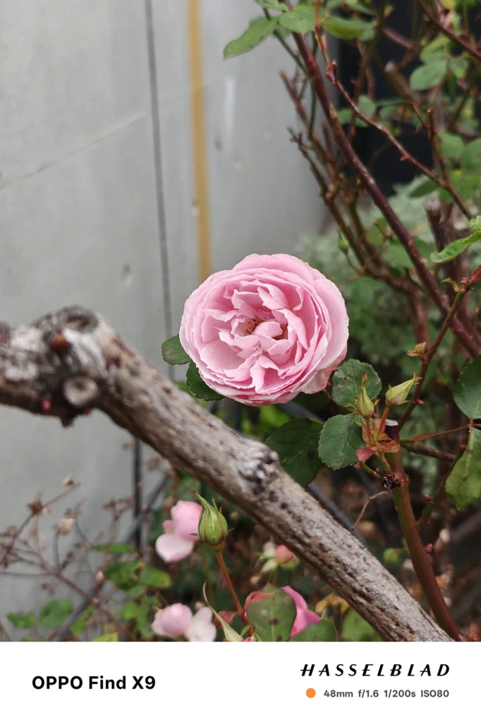 OPPO Find X9 メインカメラ2x（48mm）で撮影：淡いピンクのバラの花をクローズアップ