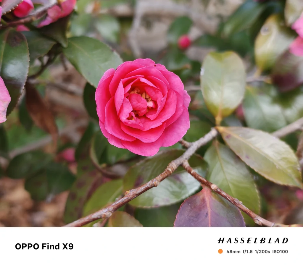 OPPO Find X9 メインカメラ2x（48mm）で撮影：濃い赤の椿（または山茶花）の花、光沢のある葉背景