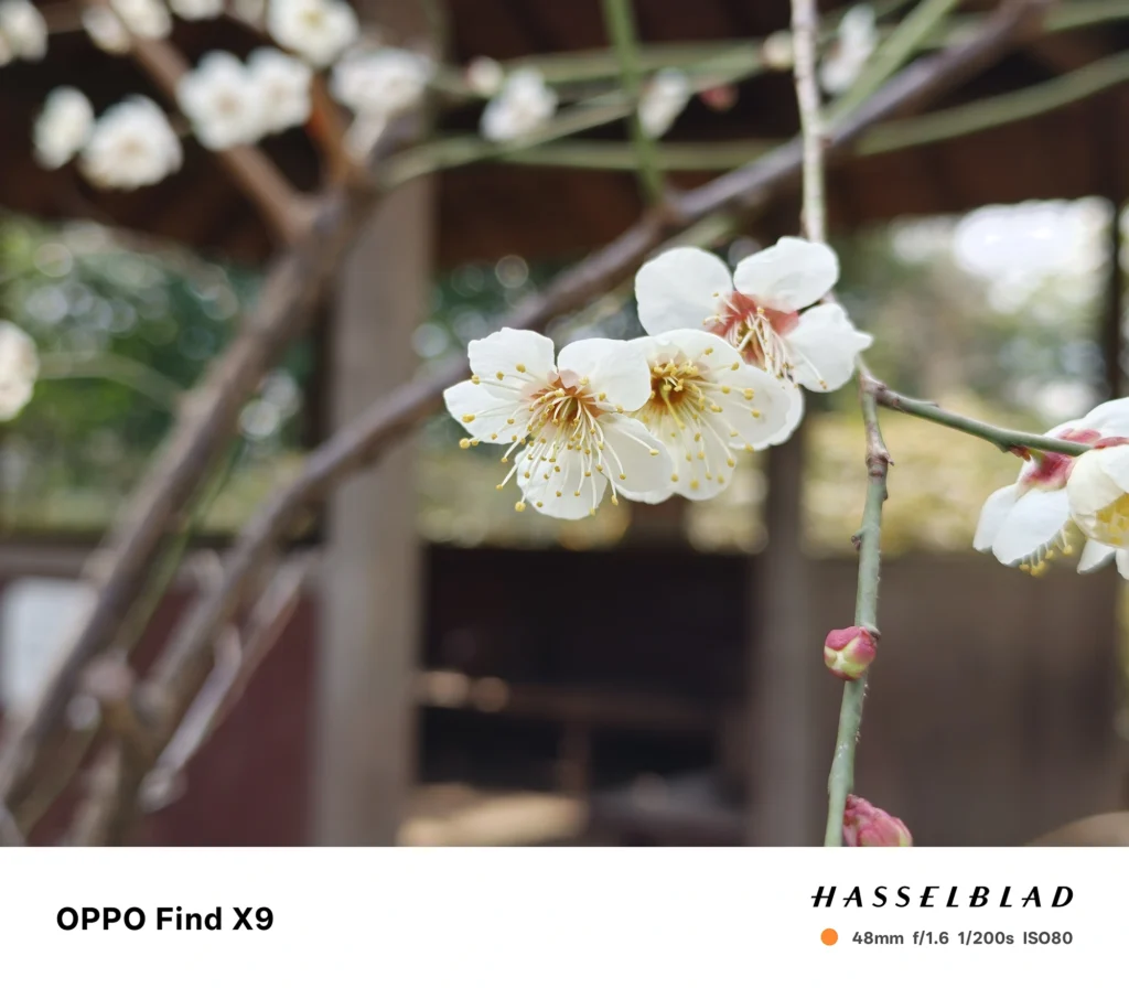 OPPO Find X9 メインカメラ2x（48mm）で撮影：白梅の花房を接写、背景は建物の柔らかなボケ
