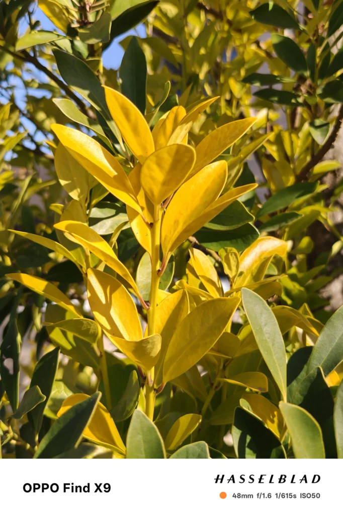 OPPO Find X9 メインカメラ2x（48mm）で撮影：日差しを受けた黄緑〜黄色の葉のクローズアップ