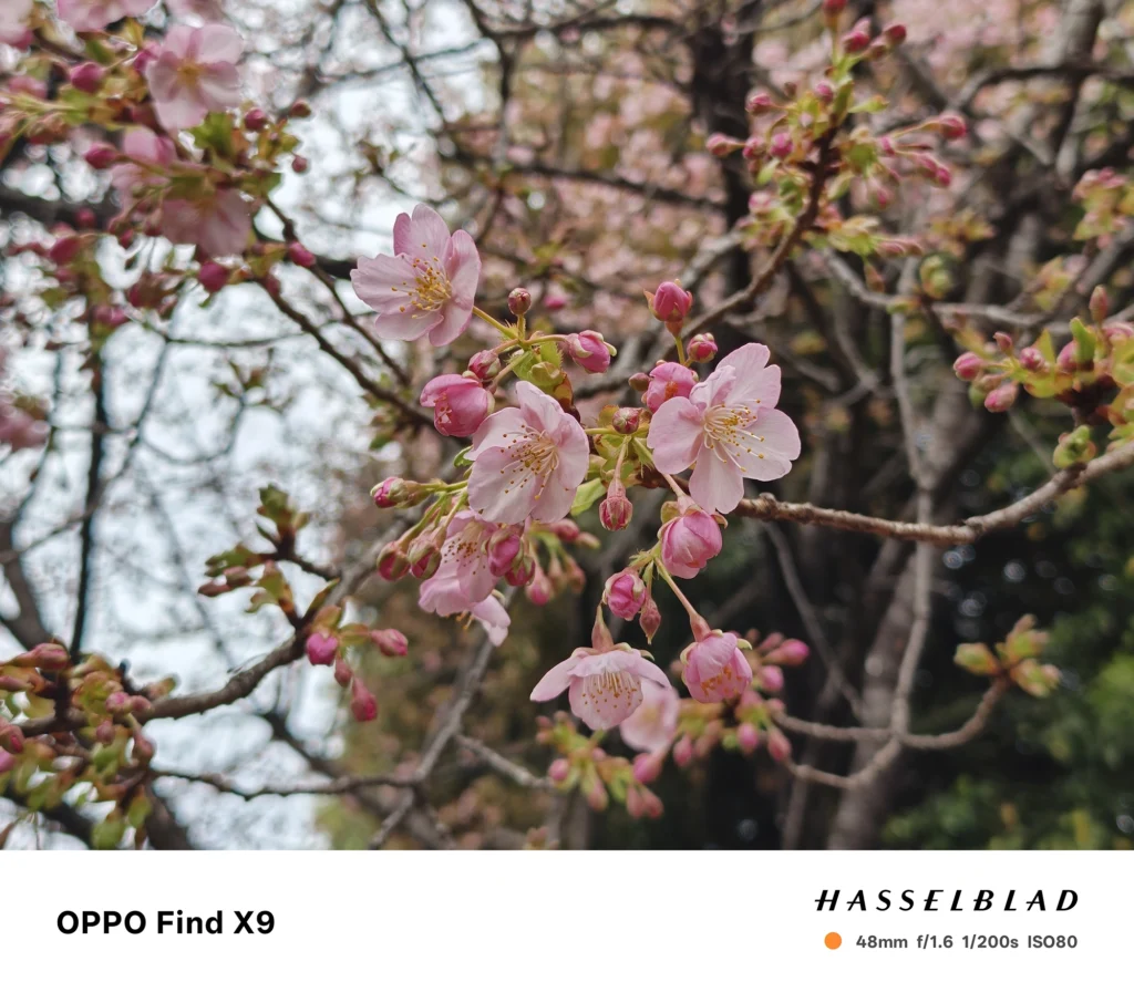 OPPO Find X9 メインカメラ2x（48mm）で撮影：桜の花房と蕾の接写、浅い被写界深度