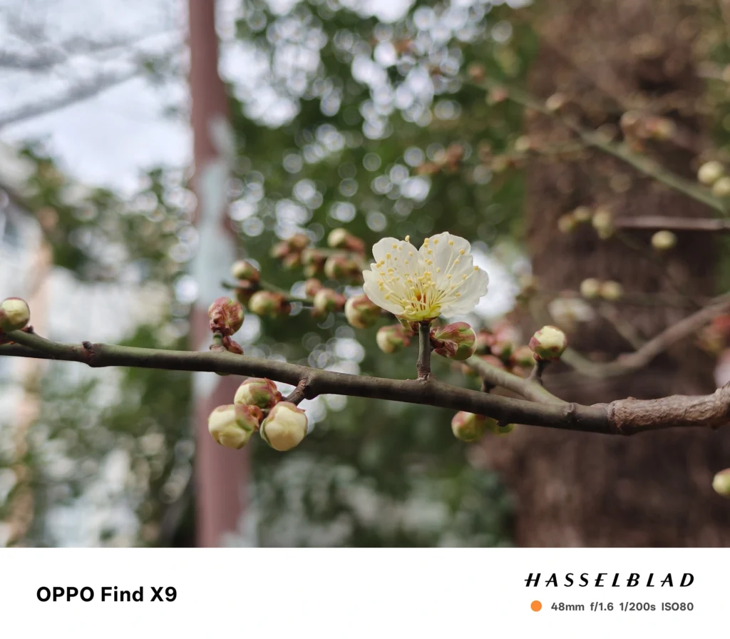 OPPO Find X9 メインカメラ2x（48mm）で撮影：白梅の一輪をクローズアップ、背景は大きな玉ボケ