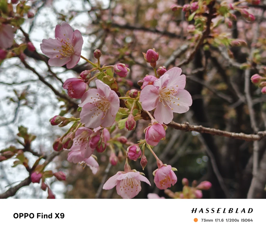 Find X9／カメラ：望遠／焦点距離：確認不能（mm相当）mm相当／内容：ピンクの花房とつぼみが密集した枝を引き寄せて圧縮感を出し、屋外の昼光で花芯の細部と背景ボケを両立して描く