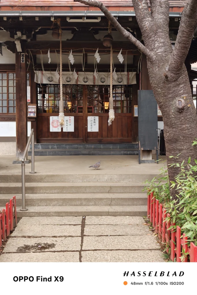 OPPO Find X9 メインカメラ2x（48mm）で撮影：神社拝殿の正面、しめ縄と石段の鳩を写した境内風景