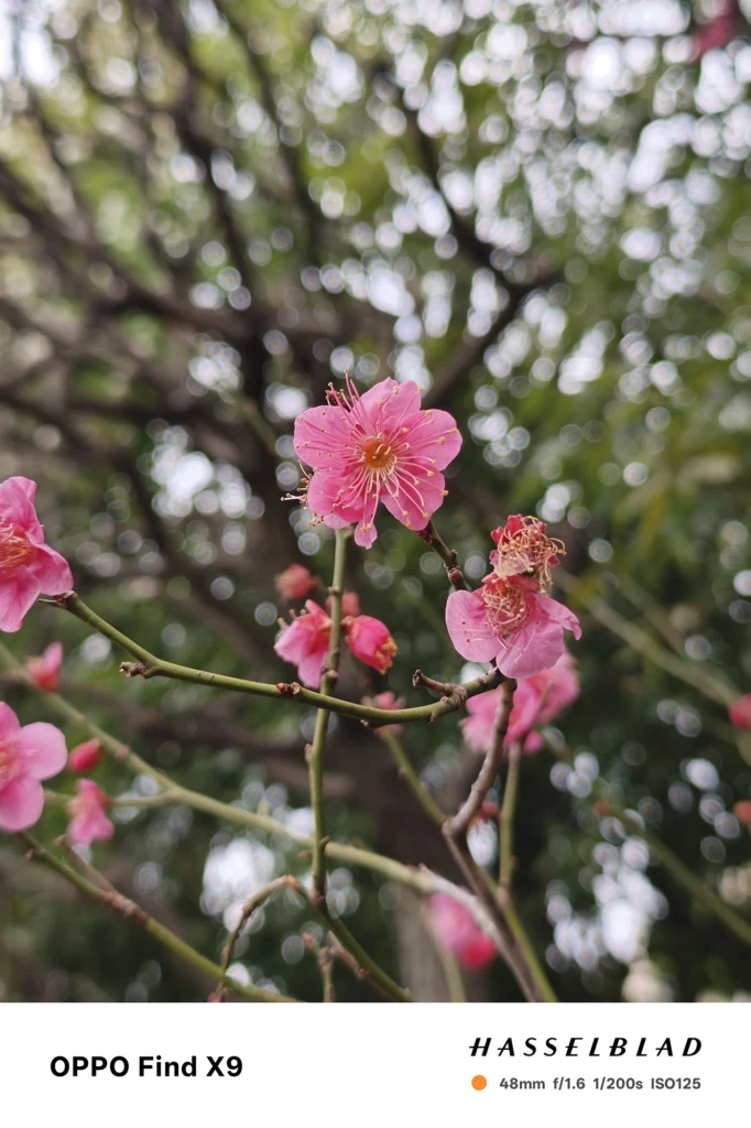 OPPO Find X9 メインカメラ2x（48mm）で撮影：ピンクの梅の花の接写、玉ボケが広がる背景