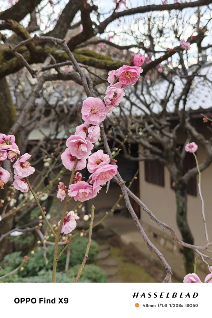 OPPO Find X9 メインカメラ2x（48mm）で撮影：縦構図のピンクの梅、庭園建物を背景にしたボケ表現