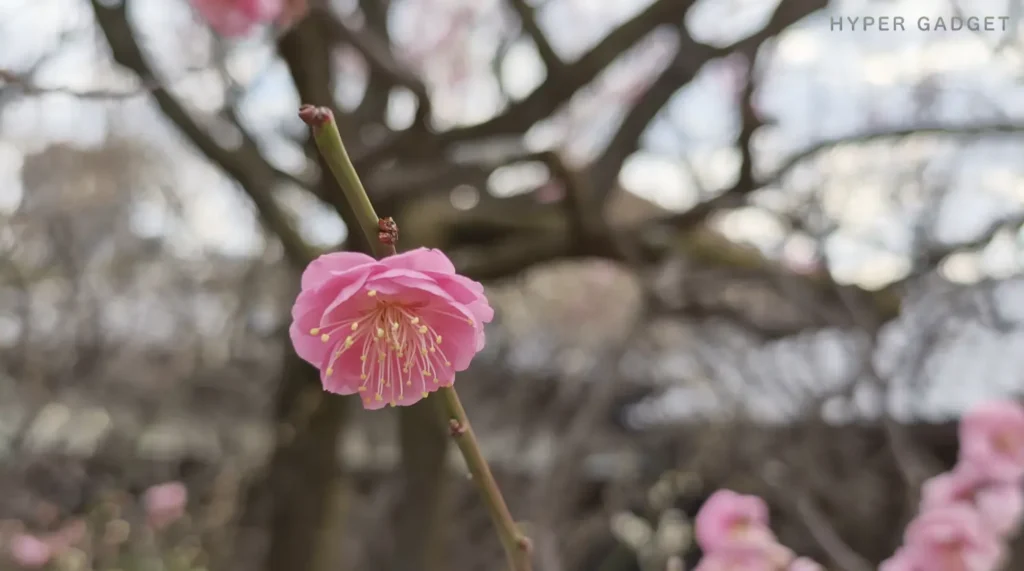 端末名：OPPO Find X9／カメラ：確認不能／焦点距離：確認不能mm相当／内容：枝先のピンクの花をクローズアップし、背景の木々を大きくぼかした浅い被写界深度の昼間カット