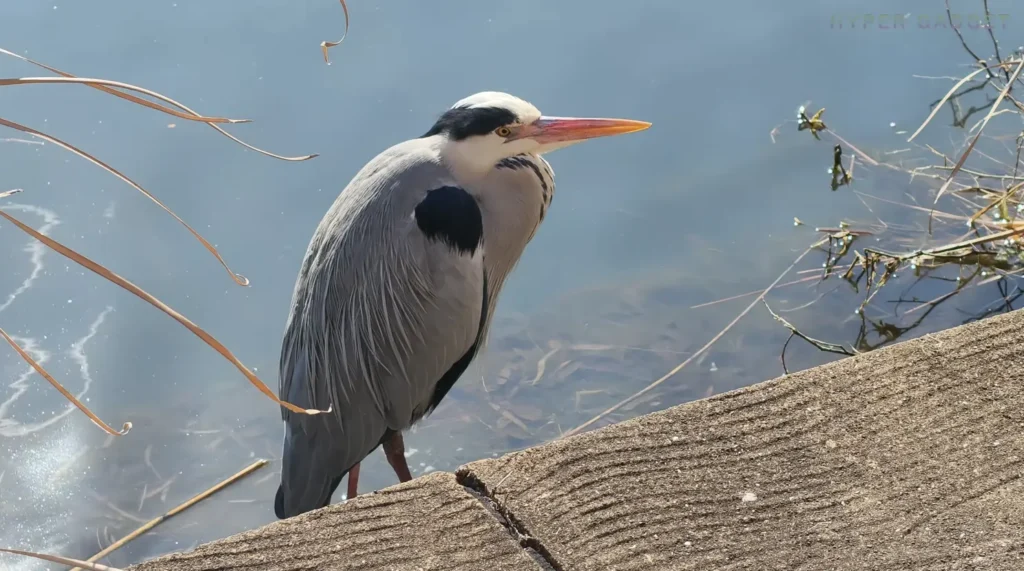 端末名：OPPO Find X9／カメラ：確認不能／焦点距離：確認不能mm相当／内容：水辺に立つアオサギを大きく写し、羽毛の質感とくちばしの色、水面の反射を描写した昼間の望遠カット