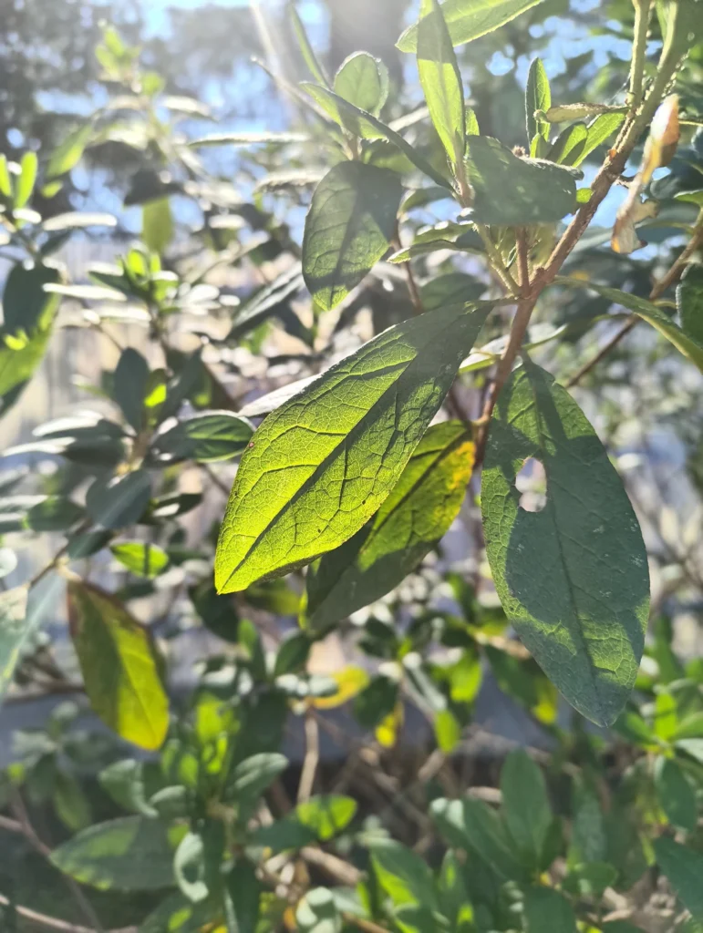 端末名:Nothing Phone (3a) Lite/カメラ:メイン(広角)ポートレート/焦点距離:確認不能(mm相当)mm相当/内容:葉脈が浮かぶ一枚の葉を主題に背景ボケで周囲の葉を溶かした昼のポートレート、逆光の透明感を狙った描写