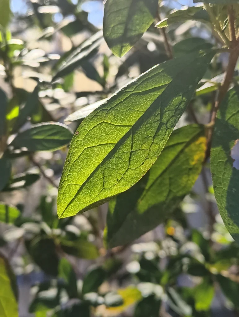 端末名:Nothing Phone (3a) Lite/カメラ:メイン(広角)ポートレート/焦点距離:確認不能(mm相当)mm相当/内容:葉脈が浮かぶ一枚の葉を主題に背景ボケで周囲の葉を溶かした昼のポートレート、逆光の透明感を狙った描写