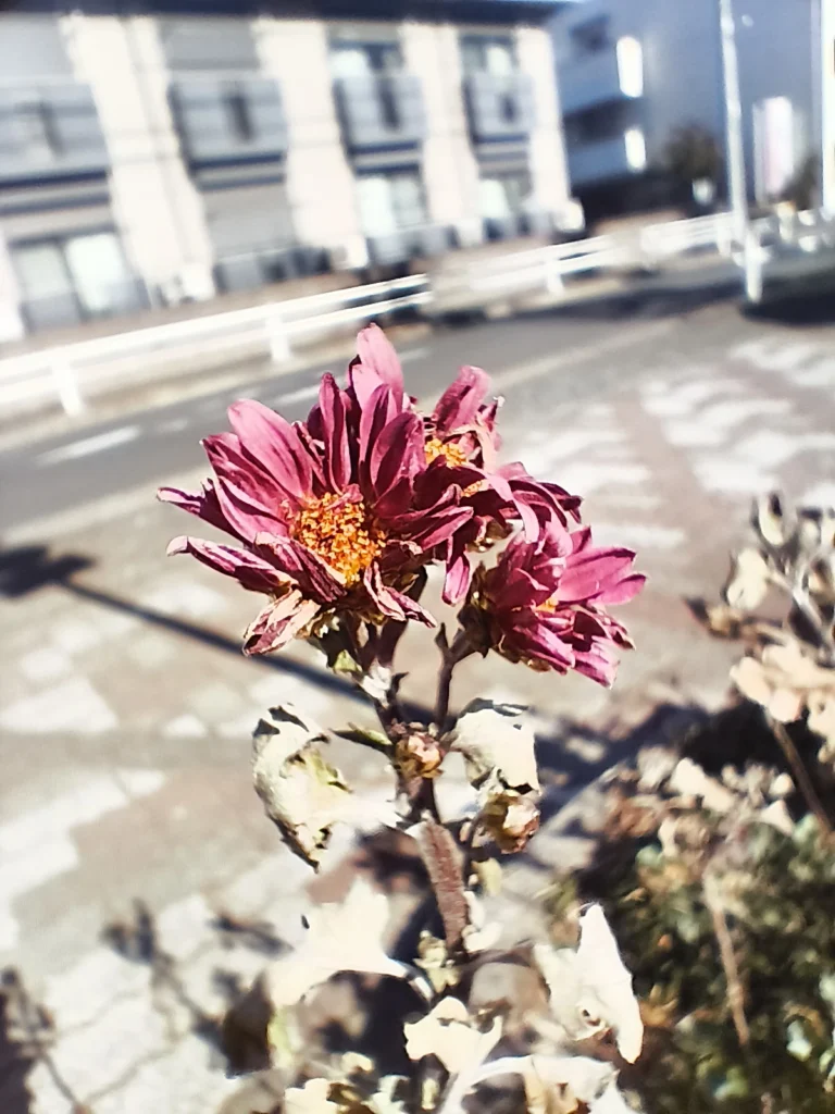 Nothing Phone (3a) Liteでマクロ撮影した紫の花。背景の道路と建物を大きくぼかし、花芯の質感を強調