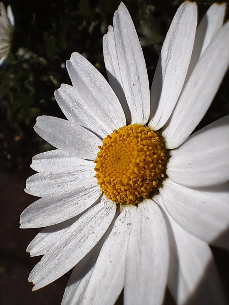 Nothing Phone (3a) Liteのマクロ作例:白いデイジーの花を接写し、黄色い花芯と花びらの繊維感まで描写