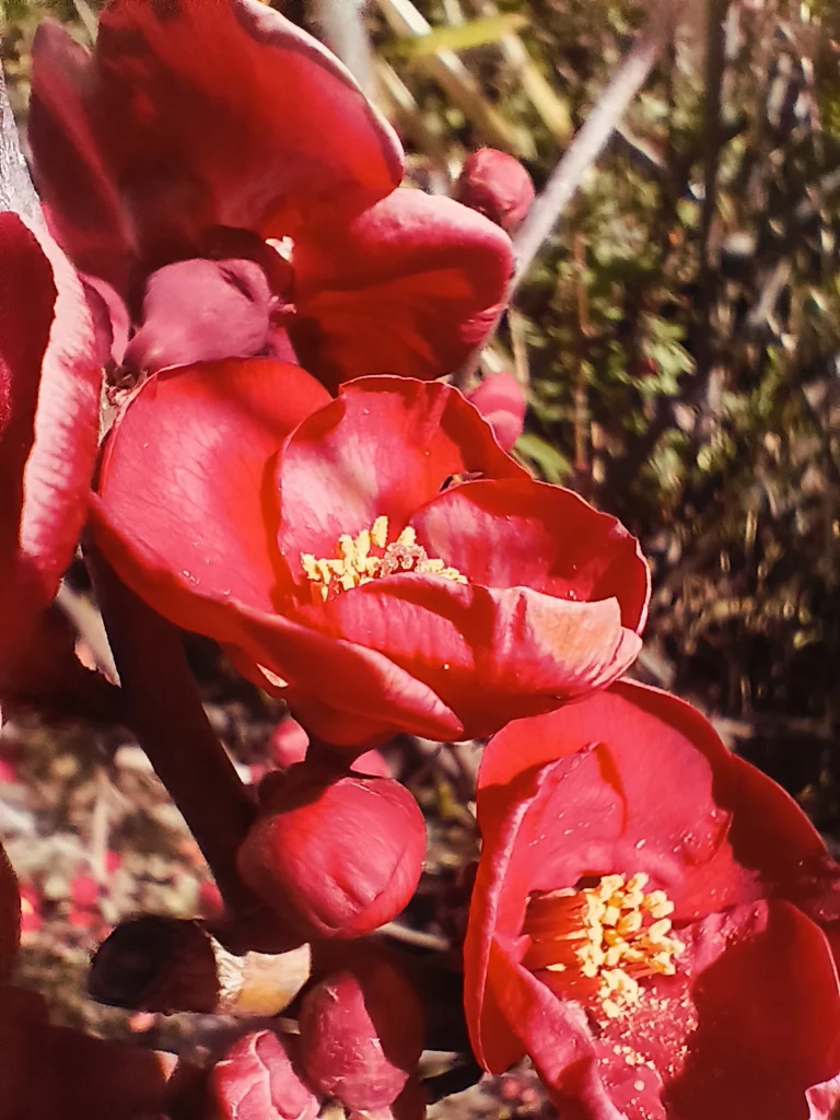 Nothing Phone (3a) Liteのマクロ撮影:赤い花とつぼみを接写。雄しべの花粉と花びらの立体感が分かる