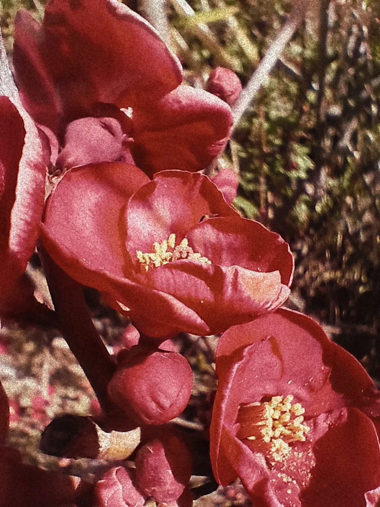 Nothing Phone (3a) Liteマクロ作例(グレイン調):赤い花の雄しべと花粉を接写。粒状感を加えたレトロな表現