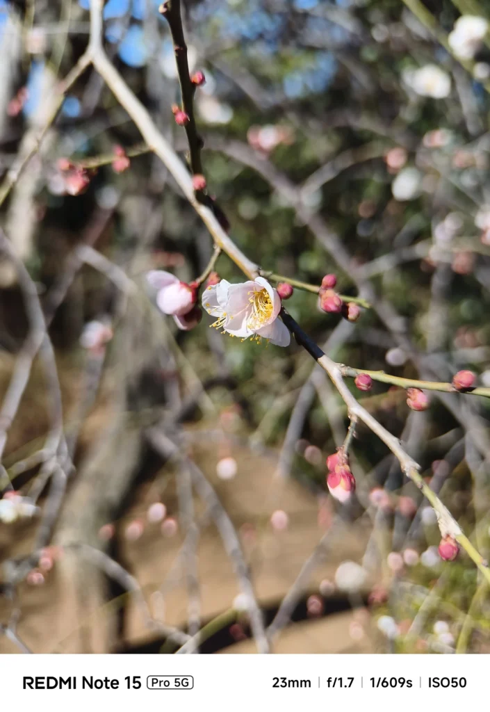 Redmi Note 15 Pro 5G＋外付け望遠（約40mm相当）で撮影した梅の一輪のクローズアップ、蕊の解像と大きな背景ボケ
