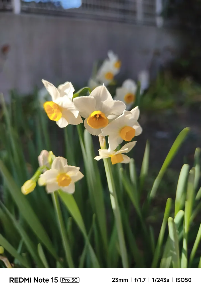 Redmi Note 15 Pro 5G＋外付け望遠（約40mm相当）で撮影した水仙の花、逆光で浮き立つ花弁と滑らかな玉ボケ