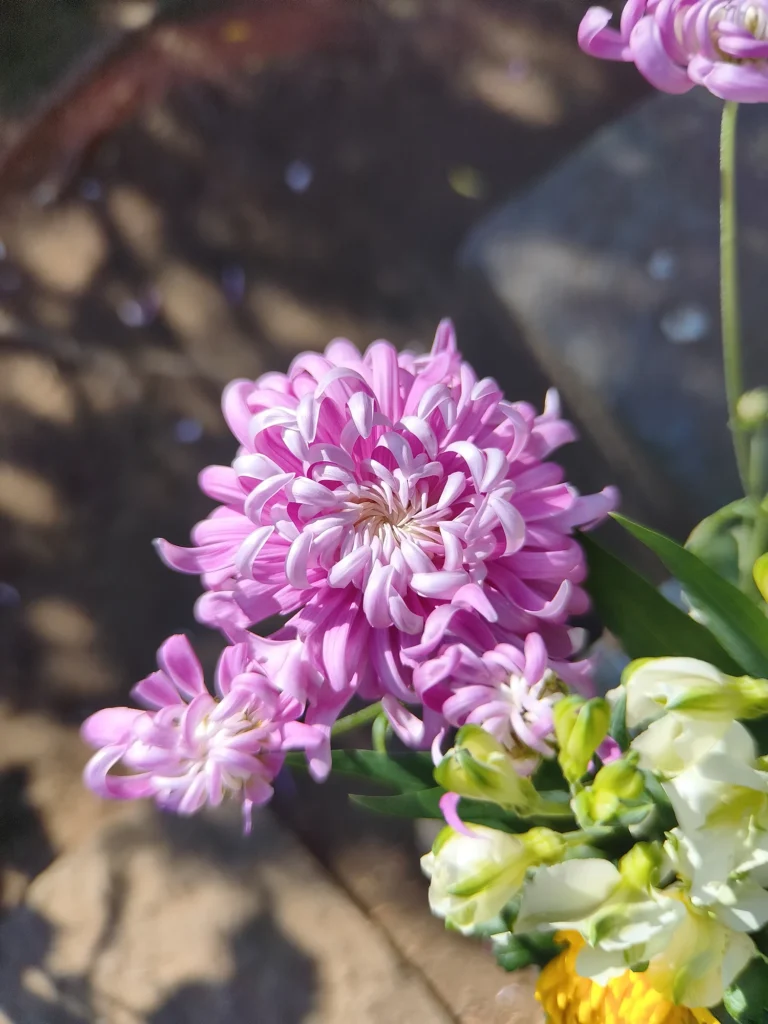 Redmi Note 15 Pro 5Gの2億画素モード撮影（1.75倍望遠レンズ装着・約40mm相当）、ピンクの菊を主役にした花のクローズアップ