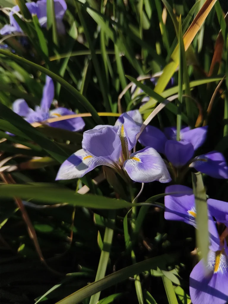 Redmi Note 15 Pro 5Gの2億画素モードで撮影した紫の花（1.75倍望遠レンズ装着・約40mm相当）、草むらの中で花を際立たせた写真