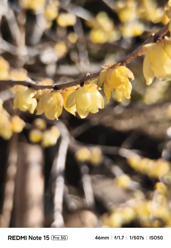ロウバイ（黄色い花）の枝を望遠で切り取ったクローズアップ、背景は大きくボケる（Redmi Note 15 Pro 5G＋1.75x望遠／約81mm相当）