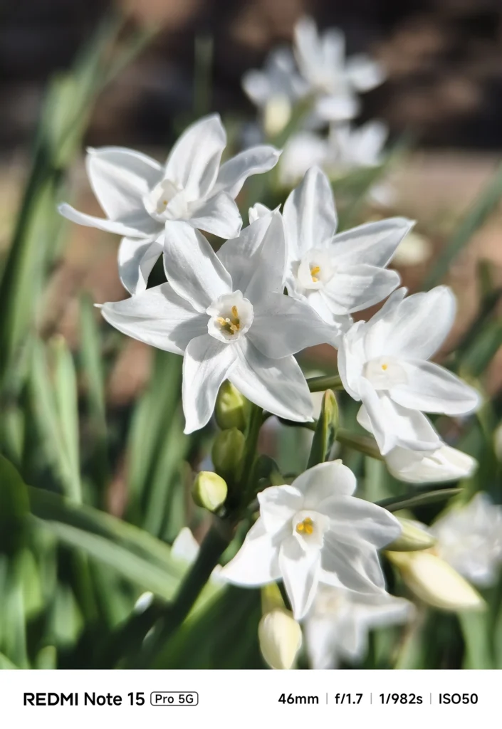 白いスイセンの群生を望遠で撮影、花びらの陰影と立体感を強調（Redmi Note 15 Pro 5G＋1.75x望遠／約81mm相当）