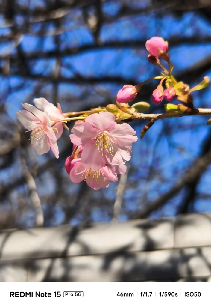 Redmi Note 15 Pro 5Gで撮影した河津桜の花（約81mm相当／3.5倍、外付け1.75倍望遠装着）、青空と瓦屋根を背景にしたピンクの花房のクローズアップ