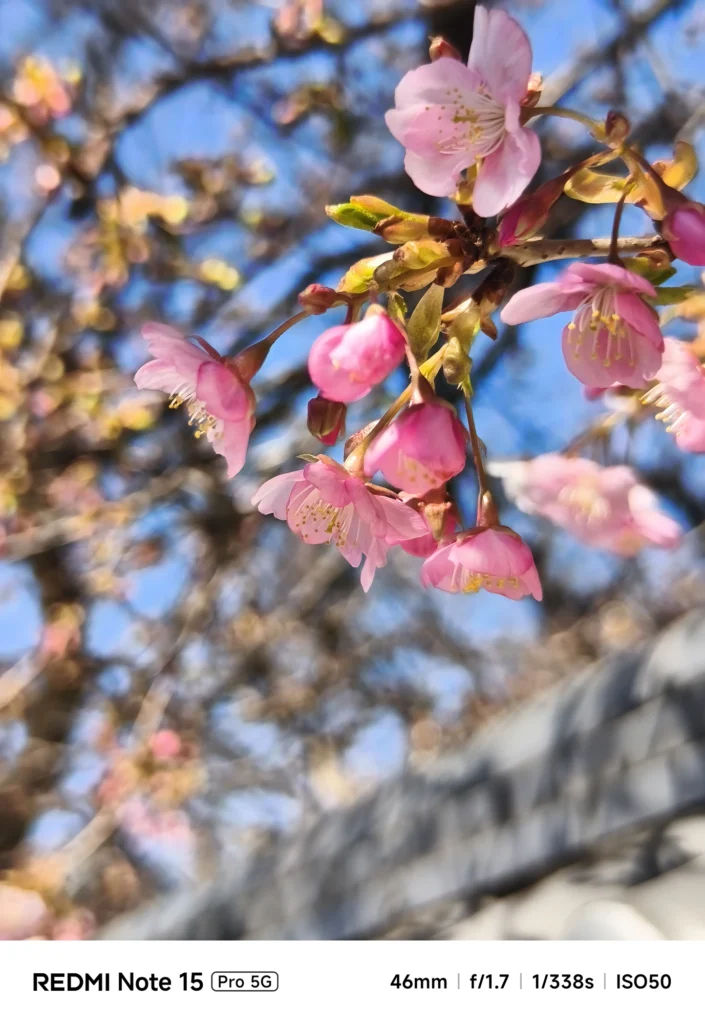 外付け1.75倍望遠レンズ装着のRedmi Note 15 Pro 5G（約81mm相当／3.5倍）で撮影した河津桜、ピンクの花と蕾を前景に奥の屋根を大きくぼかした望遠描写