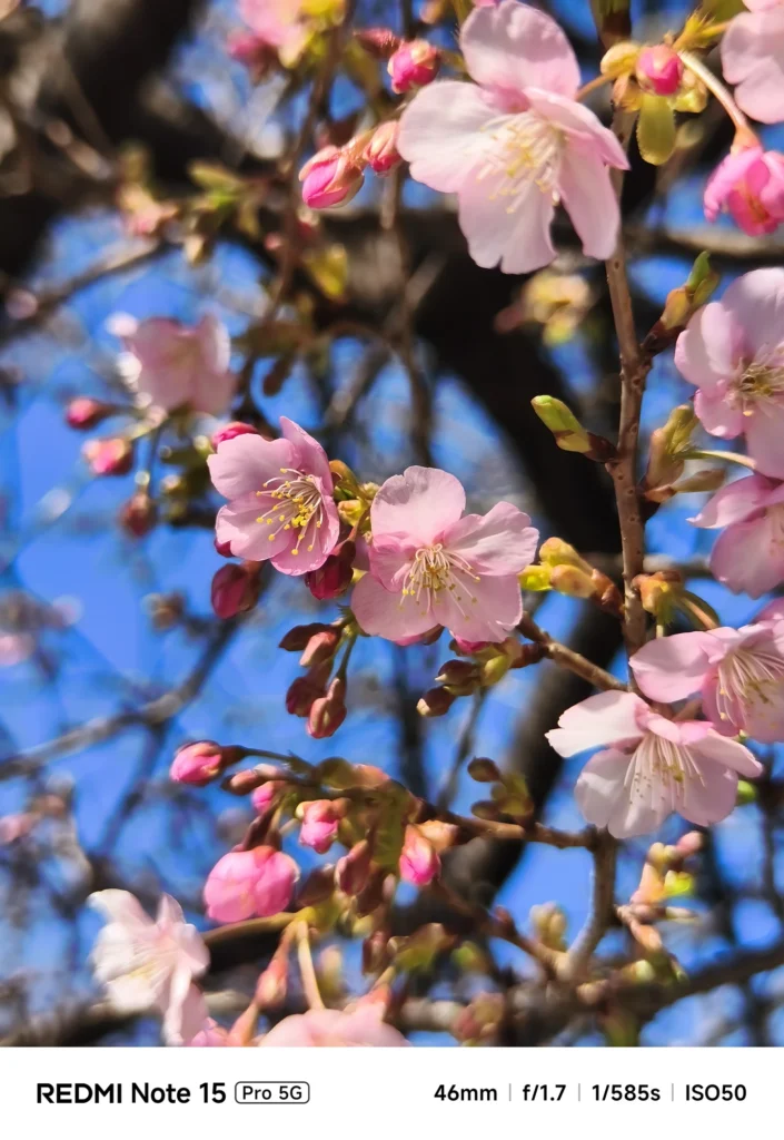 Redmi Note 15 Pro 5G（約81mm相当／3.5倍、外付け1.75倍望遠装着）で撮影した河津桜の花房、青空と枝を背景に複数の花をまとめて写した望遠スナップ