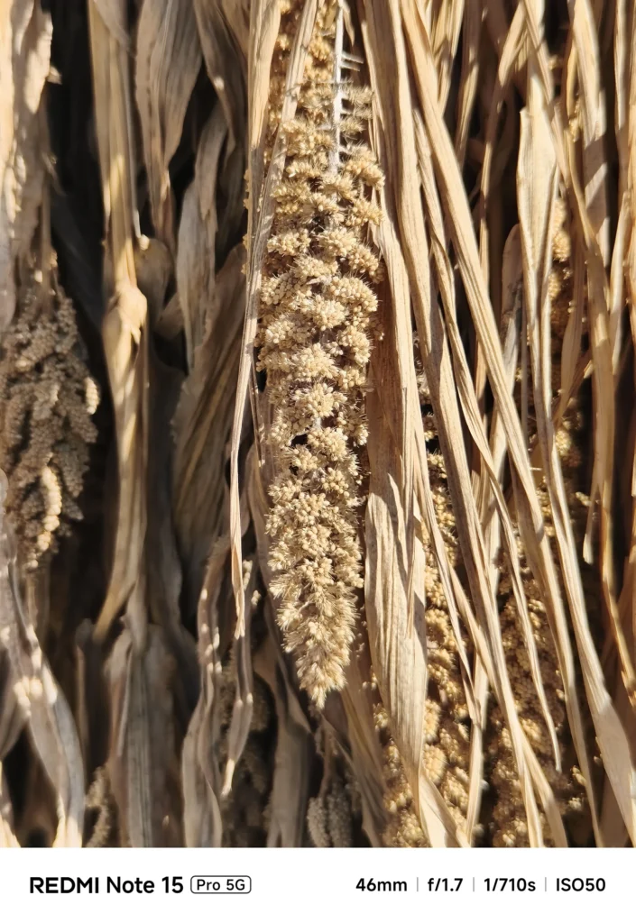 枯れた穂（穀物/雑草の穂）を望遠で接写、乾いた質感と立体感を強調（Redmi Note 15 Pro 5G＋1.75x望遠／約81mm相当）