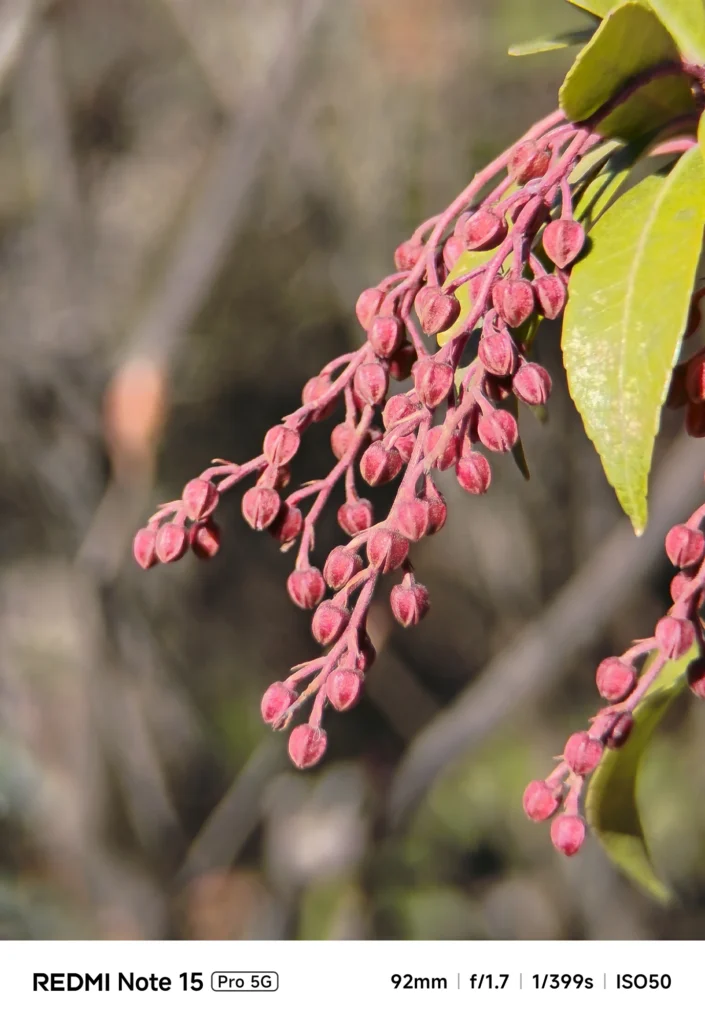 赤い蕾が房状に垂れる枝をクローズアップ撮影（Redmi Note 15 Pro 5G／4倍ズーム92mm相当＋1.75倍望遠レンズ装着＝約161mm相当）