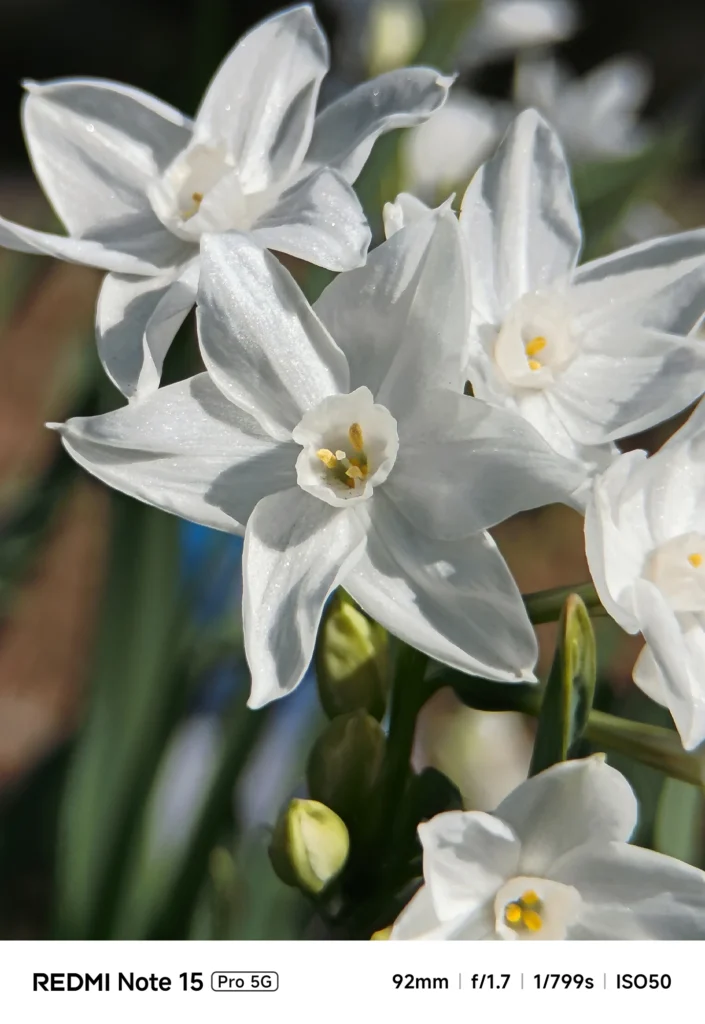 白い花の花弁と中心部の立体感を望遠で描写したクローズアップ（Redmi Note 15 Pro 5G／4倍ズーム92mm相当＋1.75倍望遠レンズ装着＝約161mm相当）