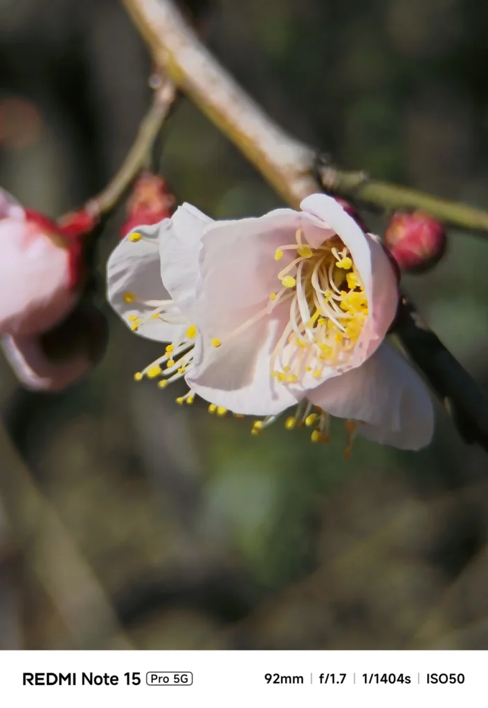 淡い色の梅の花芯を大きく写した望遠クローズアップ（Redmi Note 15 Pro 5G／4倍ズーム92mm相当＋1.75倍望遠レンズ装着＝約161mm相当）