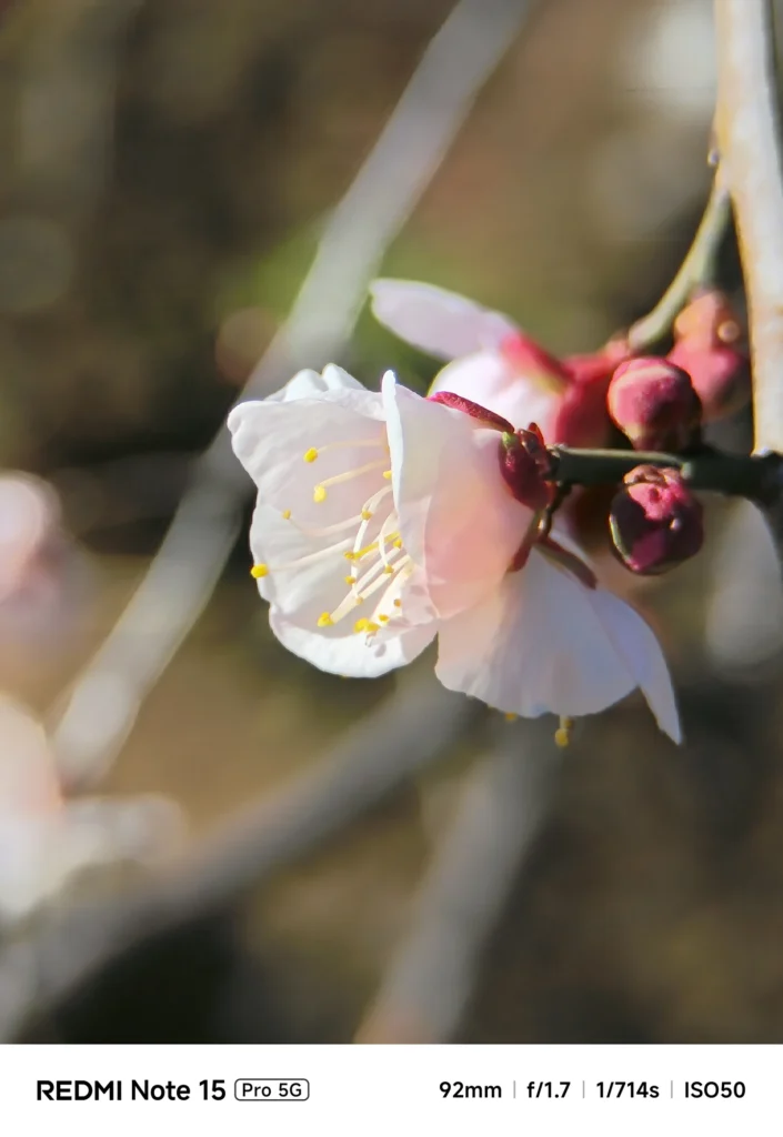 梅の花と蕾を背景ボケで浮かせた望遠クローズアップ（Redmi Note 15 Pro 5G／4倍ズーム92mm相当＋1.75倍望遠レンズ装着＝約161mm相当）