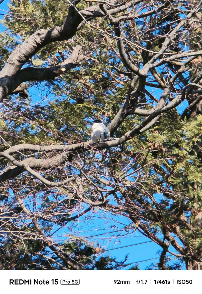 小枝が絡む木の枝にとまる小鳥を遠景ごと切り取った望遠ショット（Redmi Note 15 Pro 5G／4倍ズーム92mm相当＋1.75倍望遠レンズ装着＝約161mm相当）