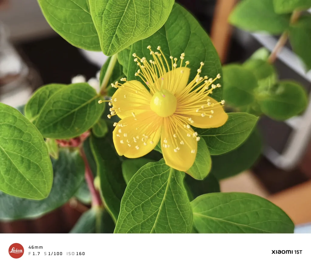 黄色い花の近接撮影で細部まで解像した作例（Xiaomi 15T／接写でピントが合う状態）