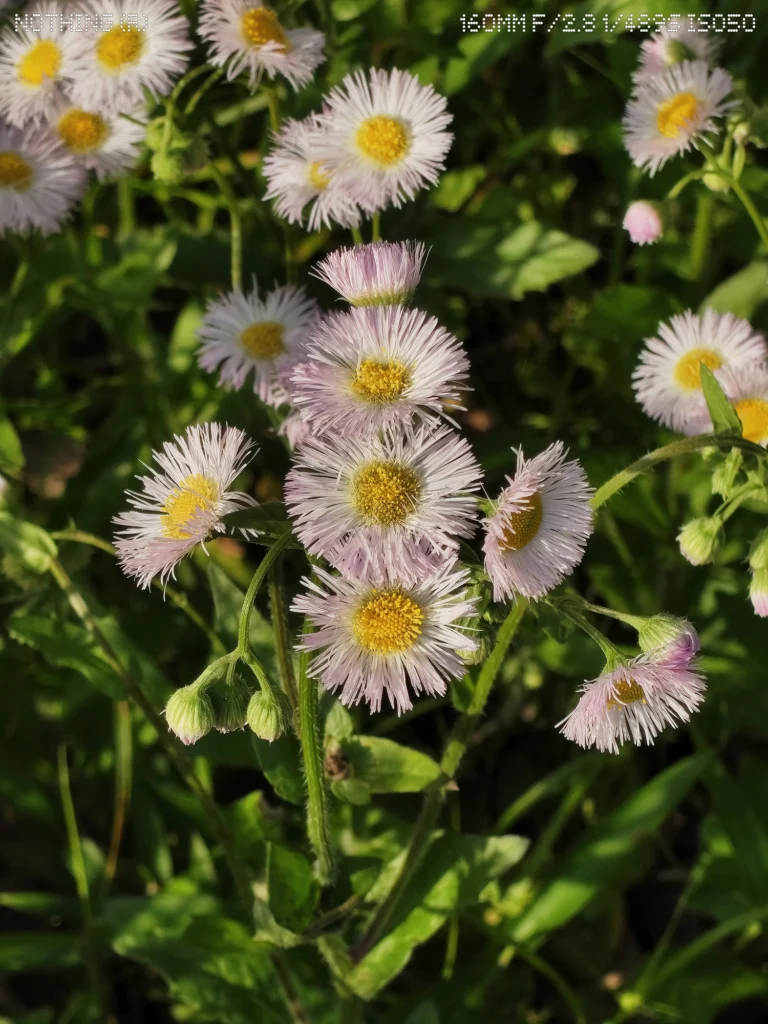 Nothing Phone 4aで撮影した7倍ズームの花の近接作例。望遠カメラとデジタルズームの解像感を確認