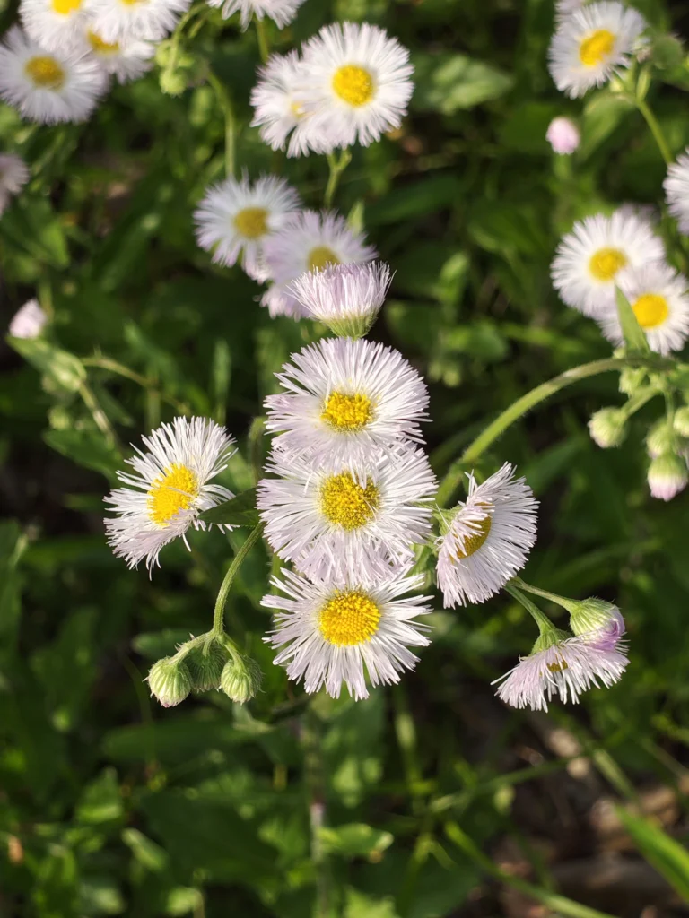 Nothing Phone 4a Proで撮影した7倍ズームの花の近接作例。花びらの繊細さと背景ボケを比較