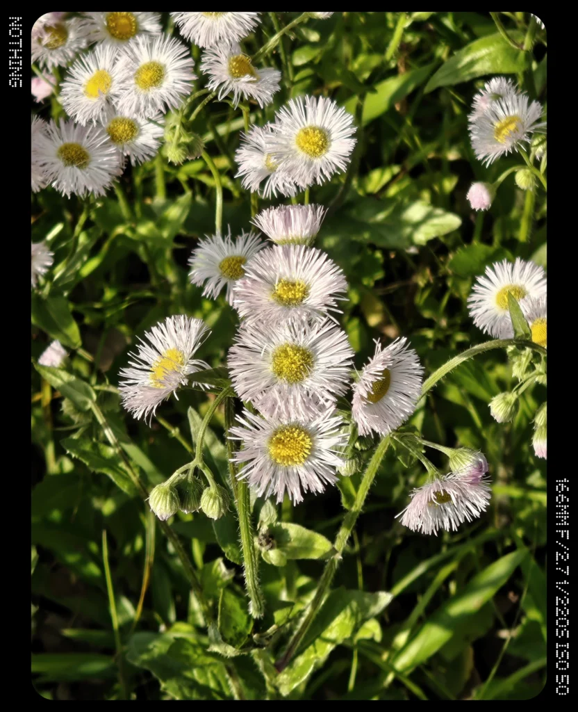 Nothing Phone 3で撮影した7倍ズームの花の近接作例。望遠ズーム時の花びらと花芯の描写を確認