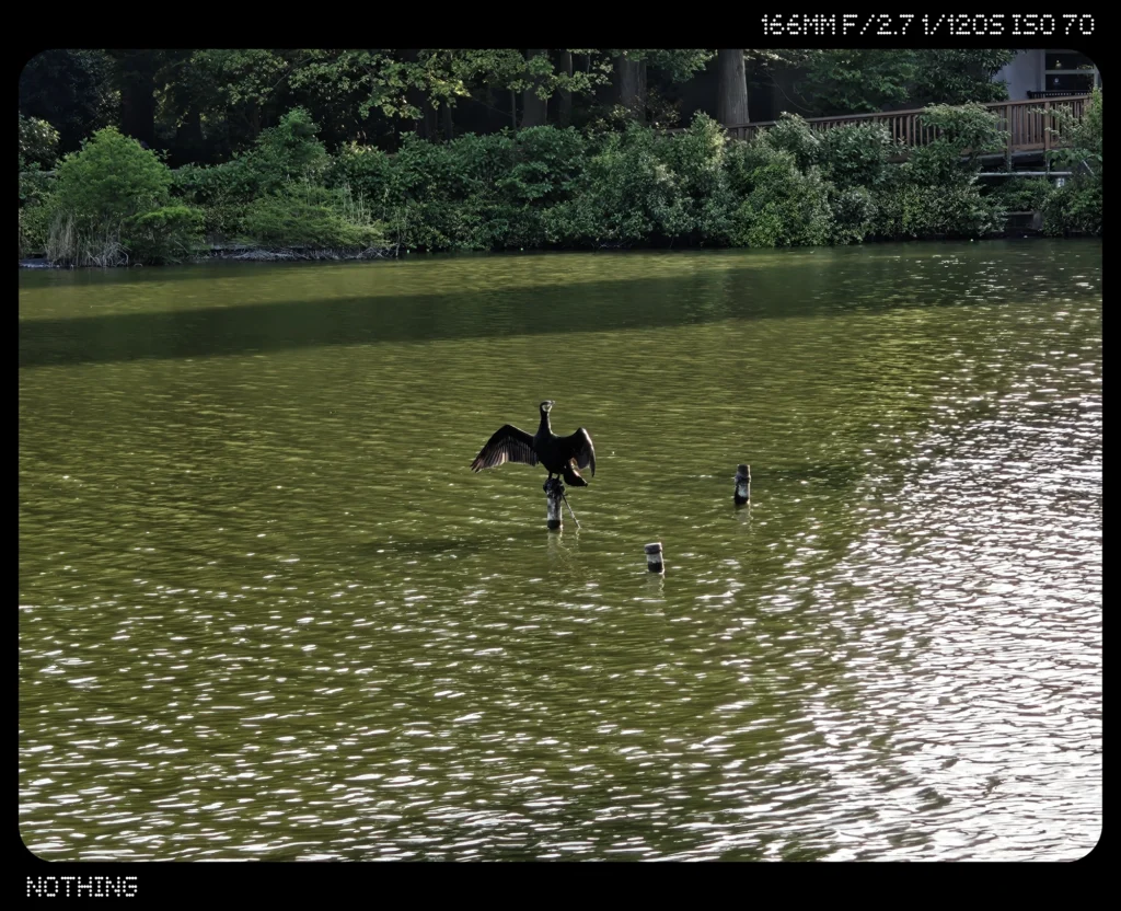 Nothing Phone 3で撮影した7倍ズームの水鳥作例。望遠ズーム時の鳥と水面の描写を比較
