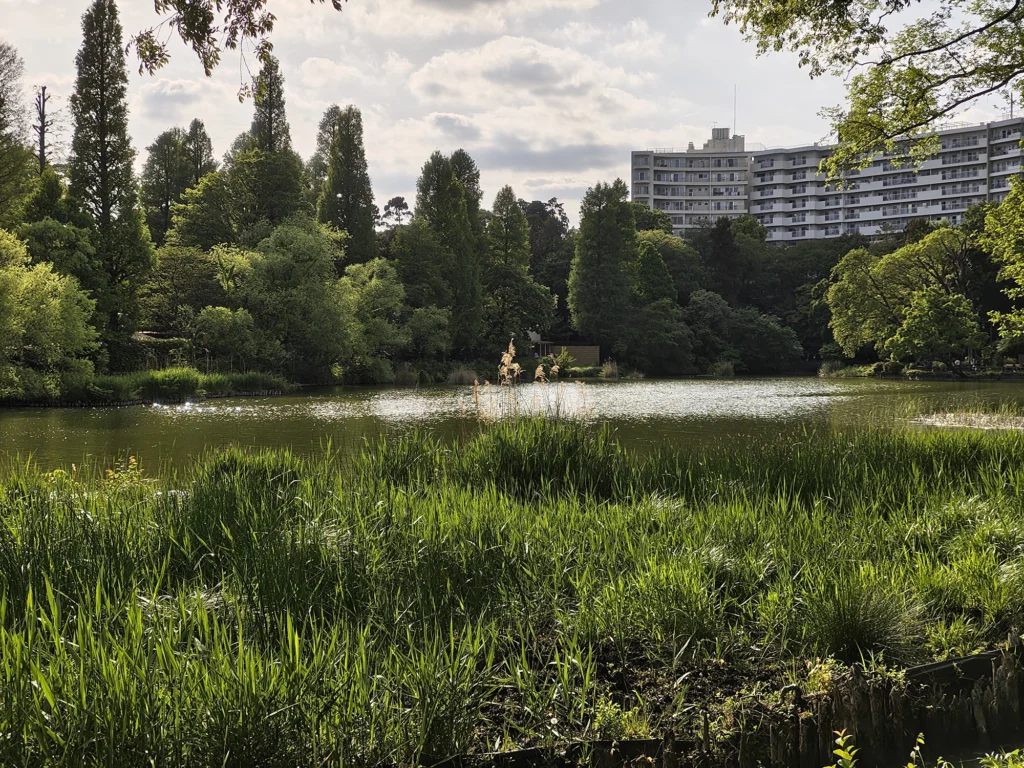Nothing Phone 3aで撮影した2倍ズームの屋外作例。水面や草、遠景の建物描写を比較