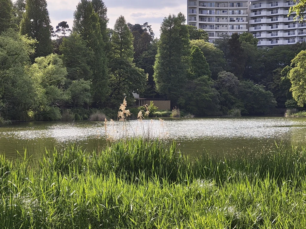 Nothing Phone 3aで撮影した3.5倍ズームの屋外作例。池の水面、草、遠景の建物描写を比較