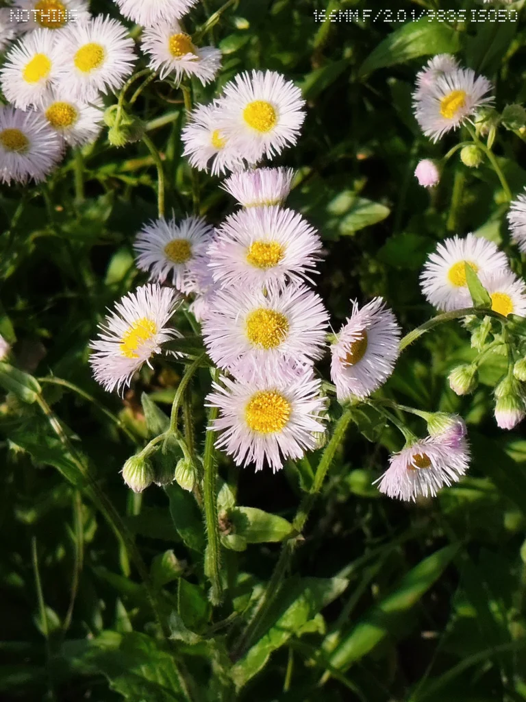 Nothing Phone 3aで撮影した7倍ズームの花の近接作例。花びらや花芯の細部描写を比較