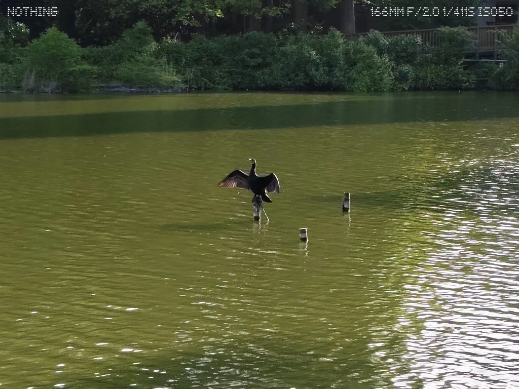 Nothing Phone 3aで撮影した7倍ズームの水鳥作例。池の水面と遠くの鳥の描写を比較